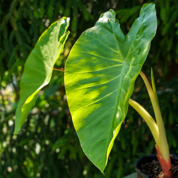 Assorted Alocasia