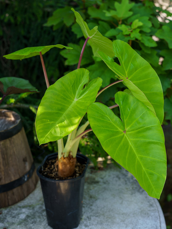 Assorted Alocasia