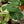 Load image into Gallery viewer, Mickey Mouse Alocasia
