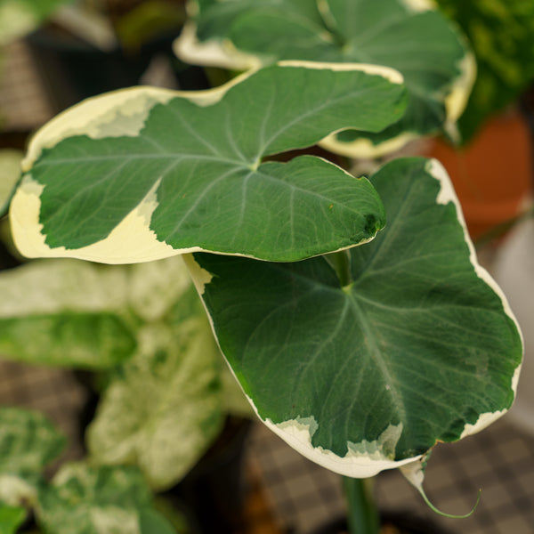 Mickey Mouse Alocasia