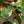 Load image into Gallery viewer, Mickey Mouse Alocasia
