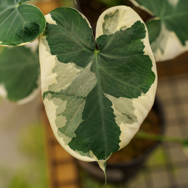 Mickey Mouse Alocasia