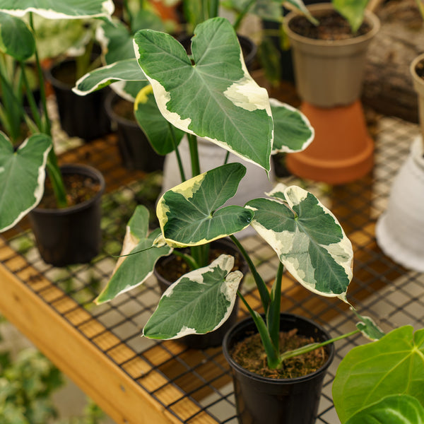 Mickey Mouse Alocasia