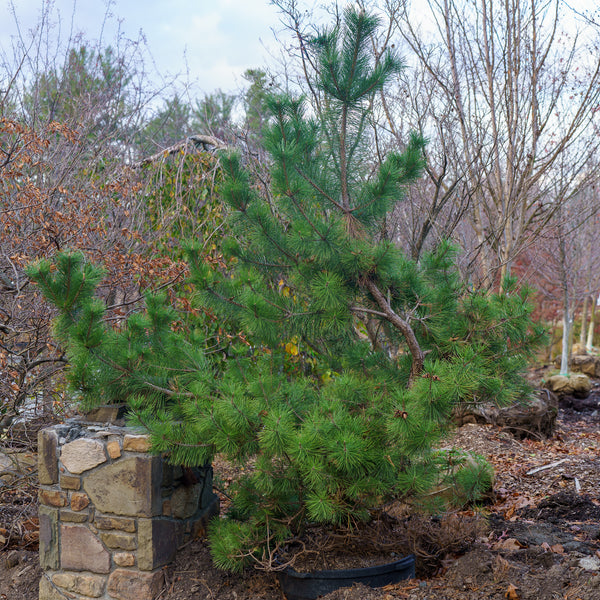 Mikawa Japanese Black Pine