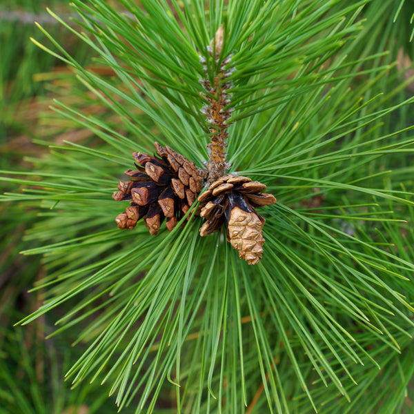 Mikawa Japanese Black Pine