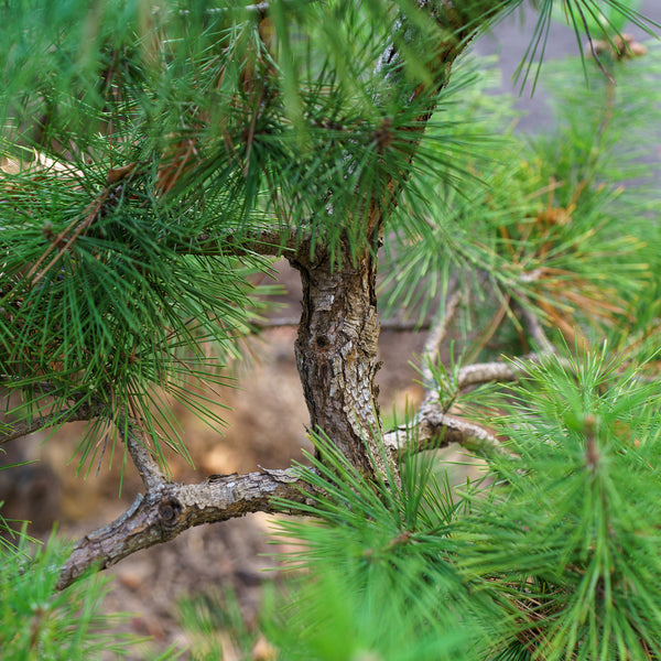 Mikawa Japanese Black Pine