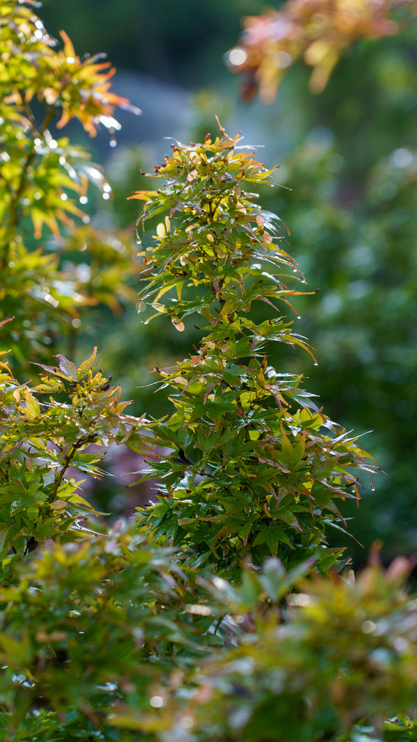 Mikawa Yatsubusa Japanese Maple