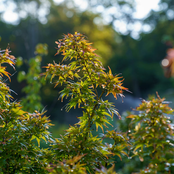 Mikawa Yatsubusa Japanese Maple