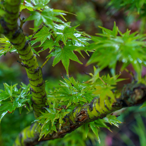 Mikawa Yatsubusa Japanese Maple