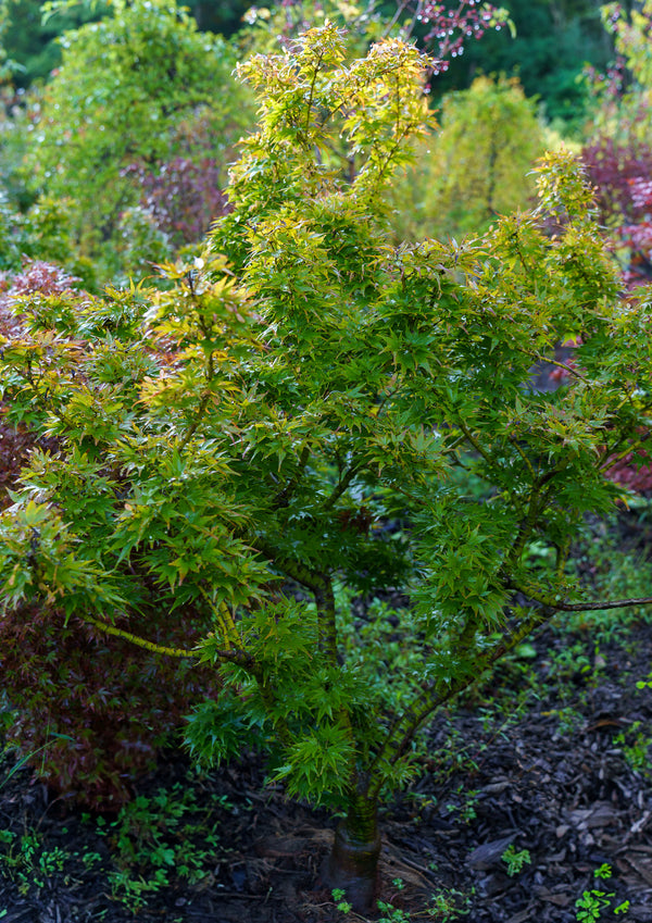 Mikawa Yatsubusa Japanese Maple