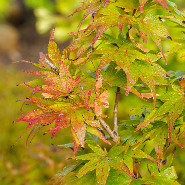 Mikawa Yatsubusa Japanese Maple