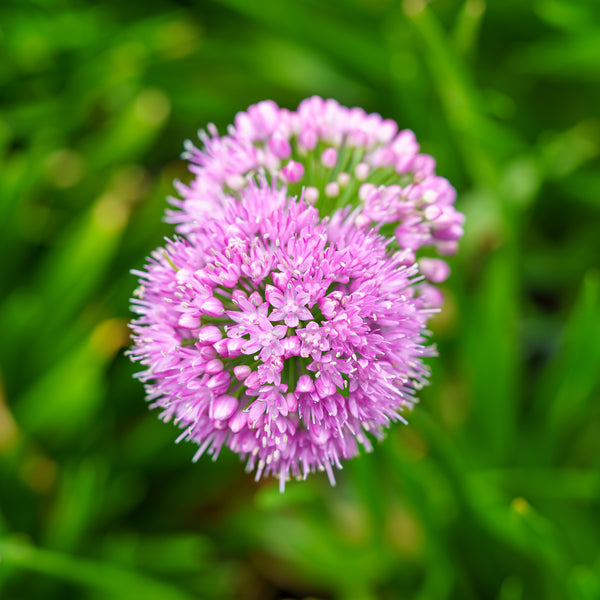 Millenium Allium