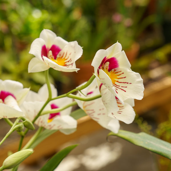 Miltonia Orchid