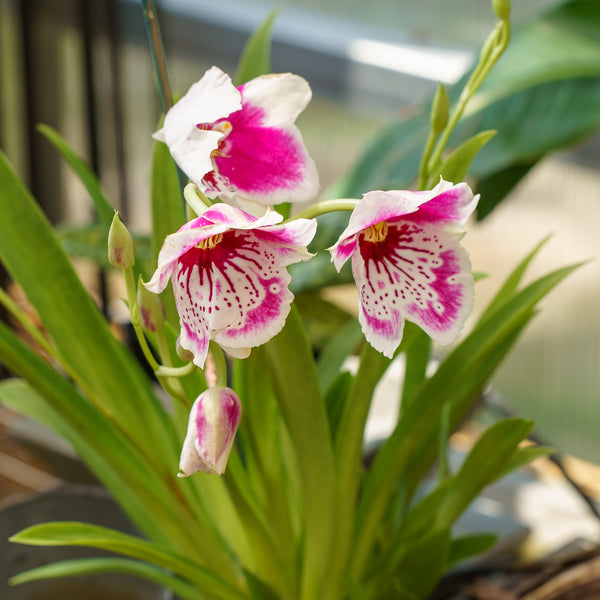 Miltonia Orchid