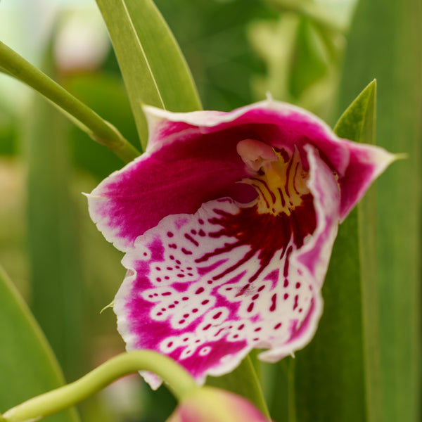 Miltonia Orchid