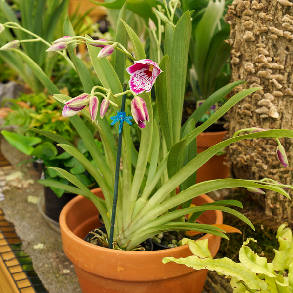 Miltonia Orchid