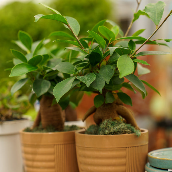 Mini Harmony Bonsai