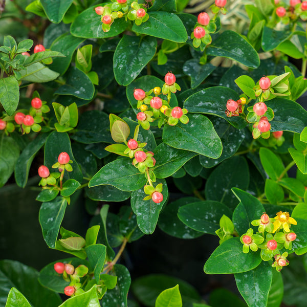 Miracle Grandeur St. John's Wort