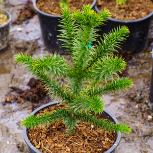 Monkey Puzzle Tree - Other Evergreen Trees - Evergreen Trees