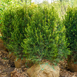 Moon Yew - Yew - Shrubs