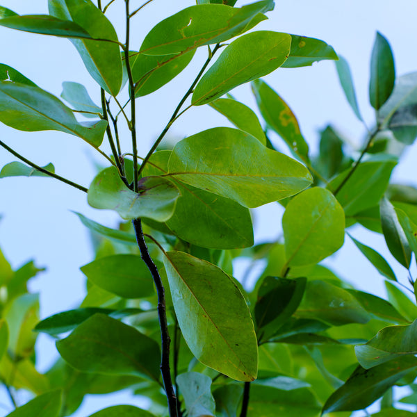 Moonglow Sweetbay Magnolia