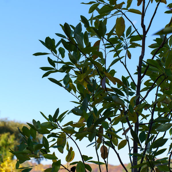 Moonglow Sweetbay Magnolia