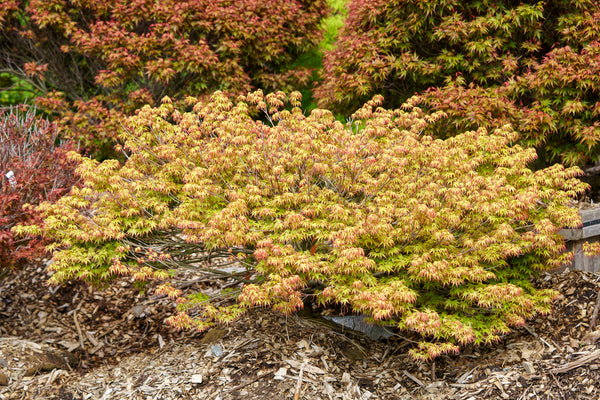 Murasaki Kiyohime Japanese Maple - Japanese Maple - Japanese Maples