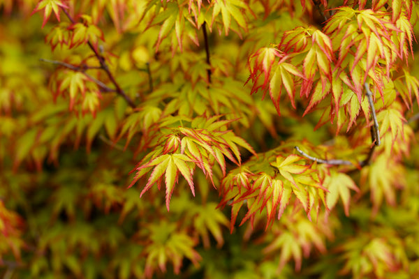 Murasaki Kiyohime Japanese Maple - Japanese Maple - Japanese Maples