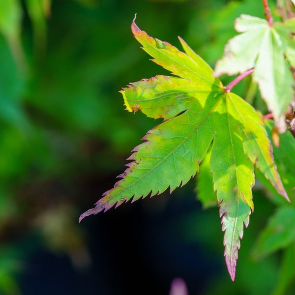 Murasaki Kiyohime Japanese Maple - Japanese Maple - Japanese Maples