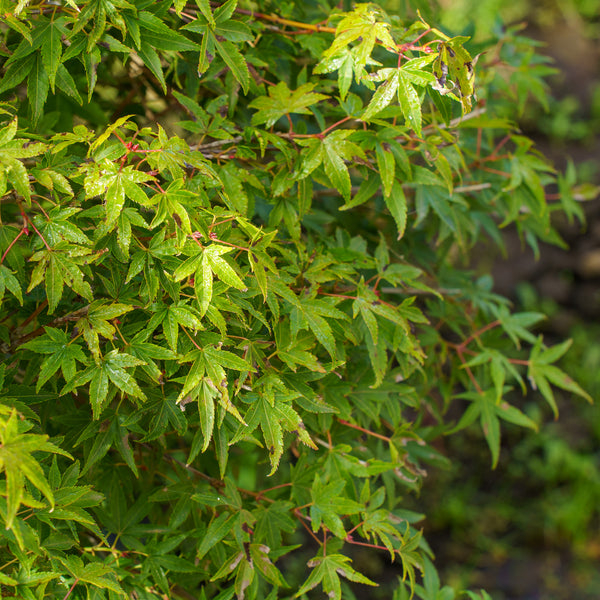 Murasaki Kiyohime Japanese Maple