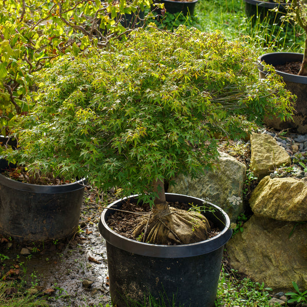 Murasaki Kiyohime Japanese Maple