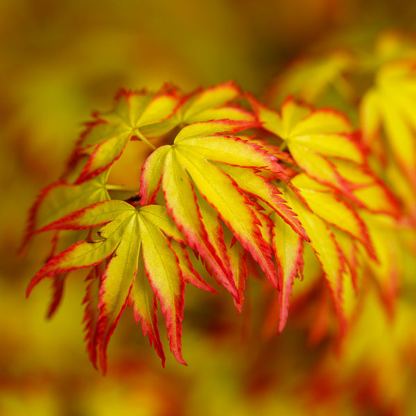 Murasaki Kiyohime Japanese Maple - Japanese Maple - Japanese Maples