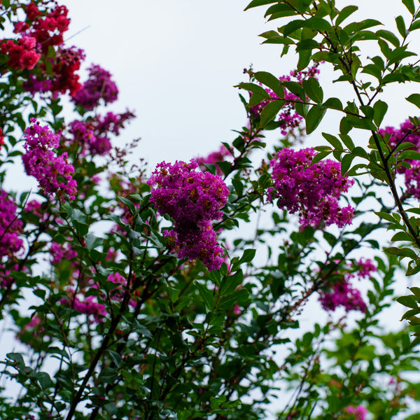 Muskogee Crape Myrtle