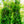 Load image into Gallery viewer, Muskogee Crape Myrtle - Crape Myrtle - Flowering Trees
