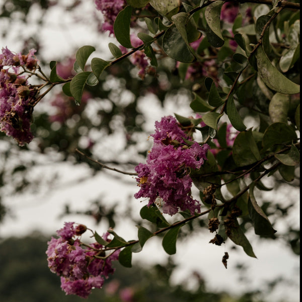 Muskogee Crape Myrtle - Crape Myrtle - Flowering Trees