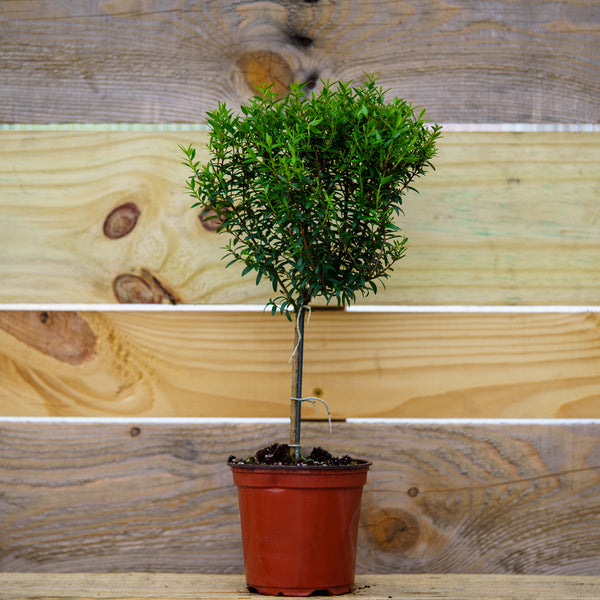 Single Ball Myrtle Topiary - Other Houseplants - Houseplants