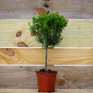Myrtle Topiary Tree - Other Houseplants - Houseplants