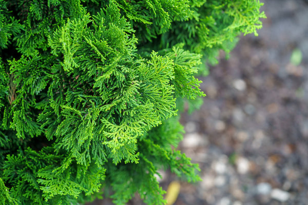 Nana Gracilis Hinoki Cypress - Cypress - Conifers