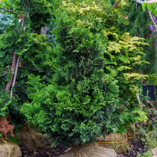 Nana Gracilis Hinoki Cypress - Cypress - Conifers