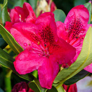 Nova Zembla Rhododendron - Rhododendron - Shrubs