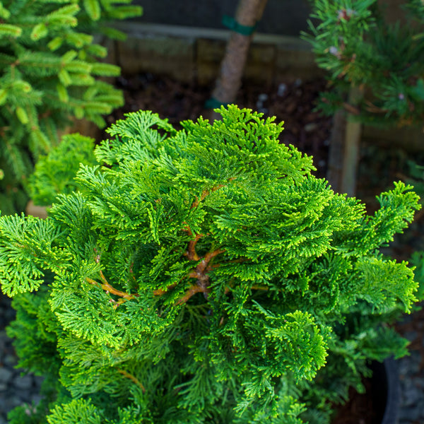 Nana Gracilis Hinoki Cypress