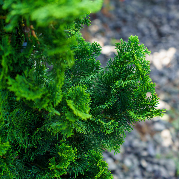 Nana Gracilis Hinoki Cypress