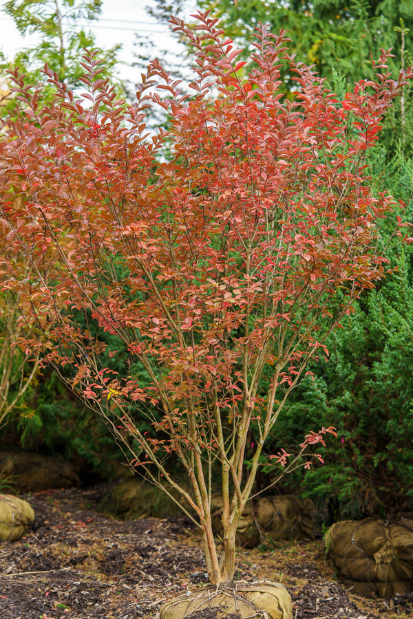 Natchez Crape Myrtle