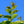 Load image into Gallery viewer, Natchez Crape Myrtle - Crape Myrtle - Flowering Trees
