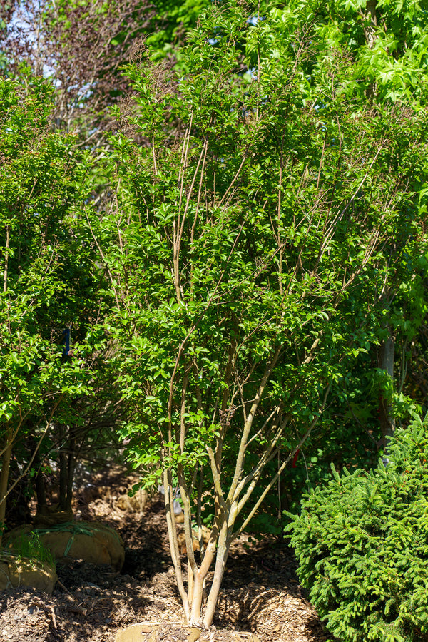 Natchez Crape Myrtle - Crape Myrtle - Flowering Trees