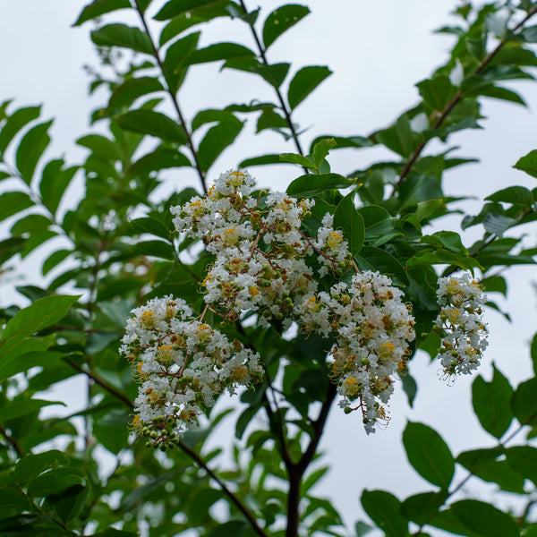 Natchez Crape Myrtle