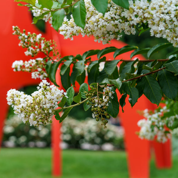 Natchez Crape Myrtle