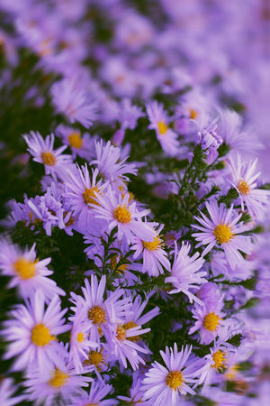 Purple Aster Flowers