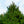 Load image into Gallery viewer, Nigra Compacta Oriental Spruce
