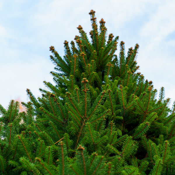 Nigra Compacta Oriental Spruce